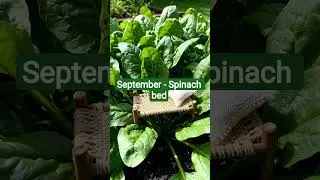 #drsara #month #september #spinach #bed
