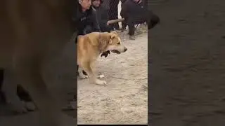 Most Powerful Dog 🦮🤯#dangerdog #kangal #dogfight #doglife