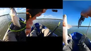 Quick trip to San Martin Lake with SEF shrimps 🔥🤯