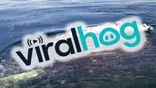 Family Experiences Close Encounter With Humpback Whale || ViralHog
