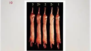 AGRI 1419 Pork Carcass Grading