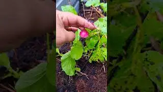Ravishing Radishes from our garden ❤ Gardening Family Vlogs 😍 London UK