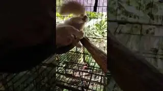 #кот