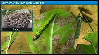 Crop protection management  Class 9, Biology