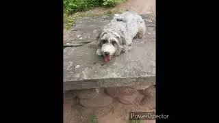 Connecticut Dog Trainers/Bristol Dog Trainer-Six Month Old Mini Ausiedoodle, Rigby.