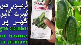 گرمیوں میں کھیرے اگائیں گھر پر | How to grow cucumbers from seeds