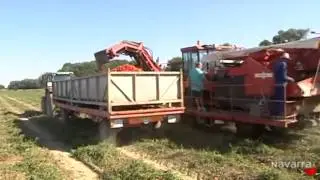 Es Cadreita, es tomate, 9 octubre 2013