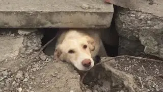 Injured dog trapped under manhole cover and rescue journey