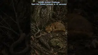 Find the Hidden Animals Challenge | Spot the Camouflage Creatures | Visual Puzzle Game