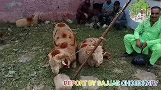 Surankote Bakra Mandi, Meet the star of the show&mdash;our Bakra!&rdquo;  // DIGITAL DAWN NEWS