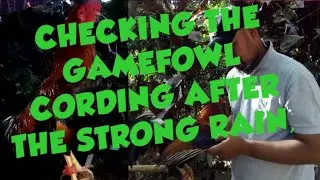 CHECKING THE GAMEFOWL CORDING AFTER THE STRONG RAIN IF IT'S  OK,