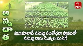 Turmeric seedlings of different varieties made ready @ kammarapally Research station, Nizamabad