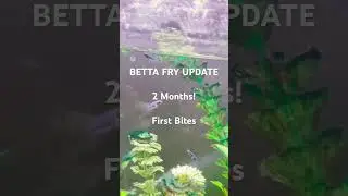 Betta Fry Growth Update! 2 months old!! First Bites Project! Ask questions