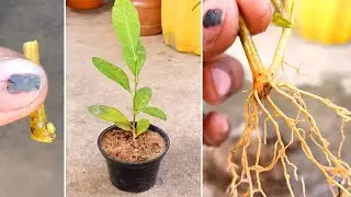 How To Grow Lemon Tree From Small Branch || Lemon tree Propagation