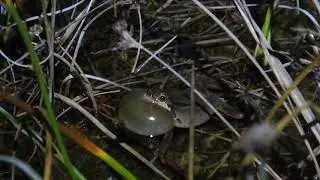Pacific treefrog (Pseudacris regilla) callling for the ladies