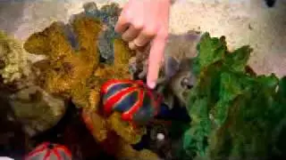 Stingrays and Touch Pools at UnderWater World