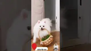 These CATS are too FUNNY! 🤣 | New Cat Videos 2026 [cat5]
