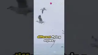 Taking Flight: The Science Behind How Birds Fly