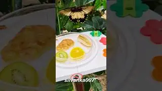 BUTTERFLY GARDEN 🦋 BUDAPEST HUNGARY 🇭🇺 #butterfly #sightsofbudapest #lovenature #tiktok #viral #fyp