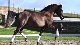 Caramelo  Andalusian Horse 165 cm 3,5 yo - Basic ridden