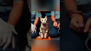 Poor Cat Crying #catlover