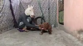 Pit Bull Dog #lekthebestkennel 