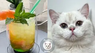 You need to try 😋 Awesome Grapefruit Cocktail 🍊🍹| Cooking with Cat Chef! | Franklin&rsquo;s kitchen |