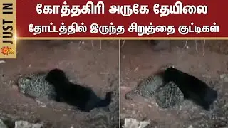 Kotagiri | Leopard Cubs | People | Tea Estate | Sun News