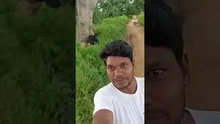 bakri stunt