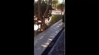 Birds in Sharm el Sheikh