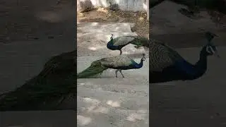 peacock eating food in kbr park .. it's rerly video very close peacock view.. #peacock #kbrpark