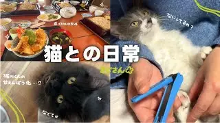 【ねことの日常Vlog】 爪切りチャレンジ！いい子にできるかな？ | 堀川くんのスリスリが止まらなくてキュンキュンも止まらない😭💘 【保護猫シェルター】