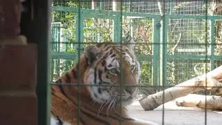 the waldlive 🐅🐅(2)