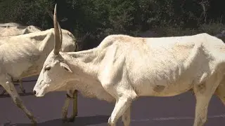 Native wild cattle breed of Tamilnadu, India 