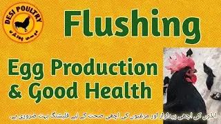 Flushing Helps to Increase Health and Eggs Production