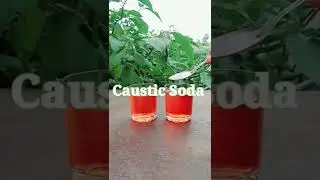 Red Color+Caustic Soda|| Simple Home Experiment ||Easy Experiment #trending #shorts #mr.indianhacker