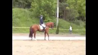 ADW 10 05 14 M Dressur Sparky