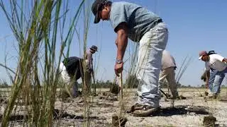A crusade to restore and manage a series of coastal water habitats in Tampa Bay.