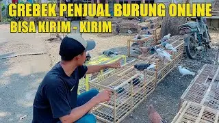 GREBEK PENJUAL MERPATI ONLINE KROYA BISA KIRIM HARGA GROSIR