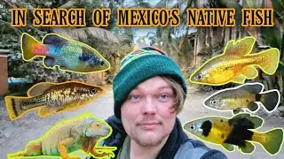 MEXICO'S MISSING FISH: The Nature VS. The Impact of Tourism & Development on Native Fish. Goodieds