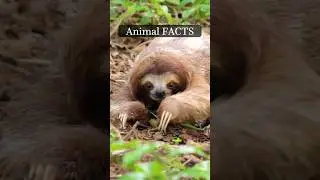 Unbelievable!  Secrets of Sloths' Incredible Swimming Abilities Revealed! 🦥 #shorts #facts #animals