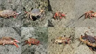 Generating Rock Crab, Cancer Irroratus with Deep Learning