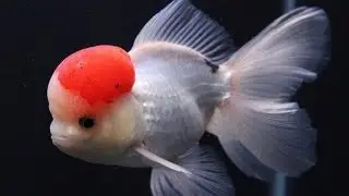 What Size Tank for Goldfish? | Goldfish Tank Size