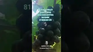 #song #movie #music #best #fruit #cute #mango #new #viral #video #vlog #shorts #news #dance #driver