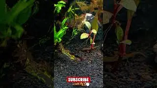 Nature Aquarium Videos | Calming Water Sound