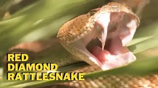 Red diamond rattlesnake USA