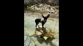 ESSA É A MINHA CACHORRINHA TIFANY #pets #cachorro