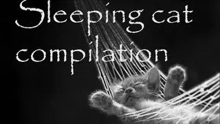 sleeping cat compilation. kitten falling asleep