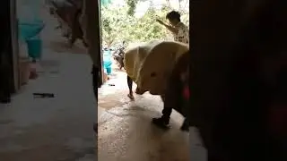 FULL MASTI WITH FRIENDS | BUFFALO PRANK | VIDEO OF THE DAY | #BUFFALO #PRANK #FRIENDS #SHORTS