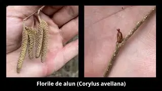 Mihai Enescu - florile de alun (Corylus avellana)